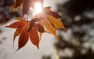Selbstfürsorge bei kürzerem Tageslicht – Tipps für Licht, Stimmung, Schlaf & Energie im Herbst